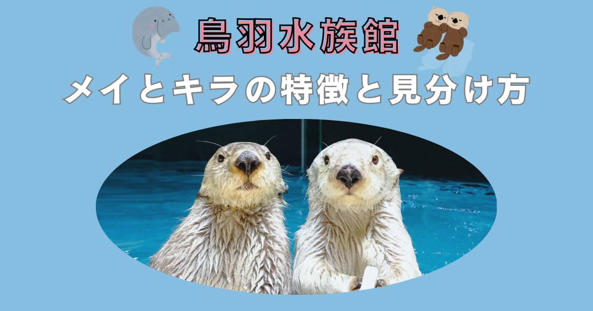 鳥羽水族館の名物｜ラッコの「メイちゃん、キラちゃん」の特徴と見分け 
