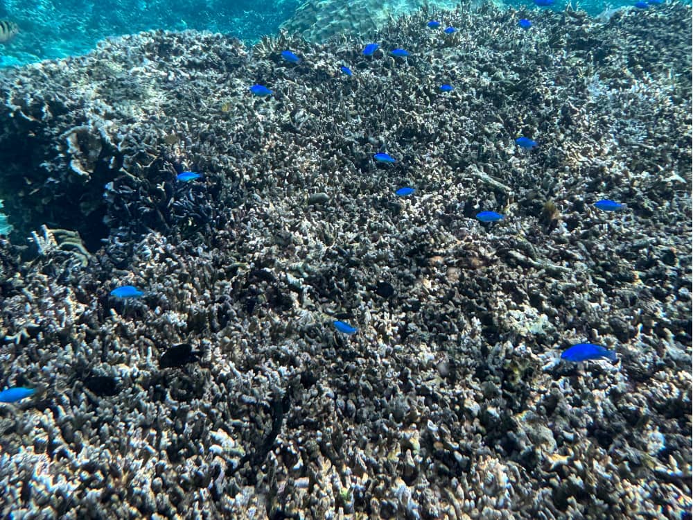 吉野海岸