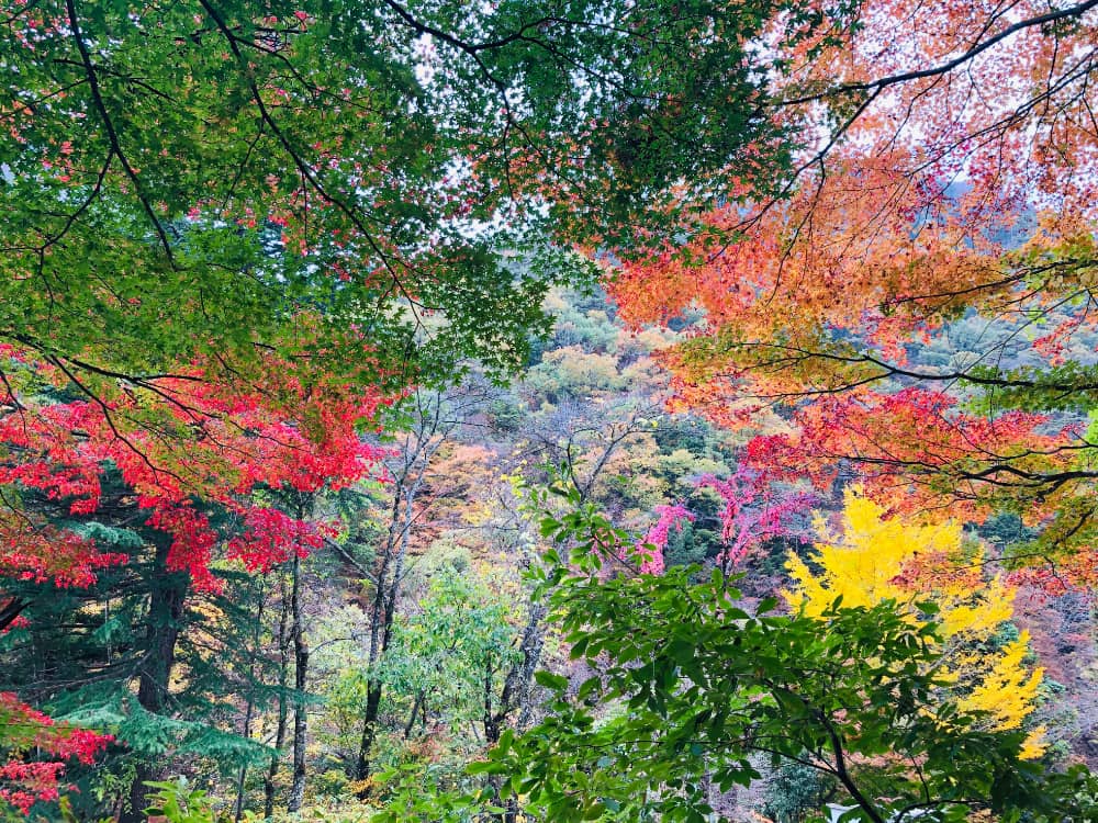 色とりどりの紅葉