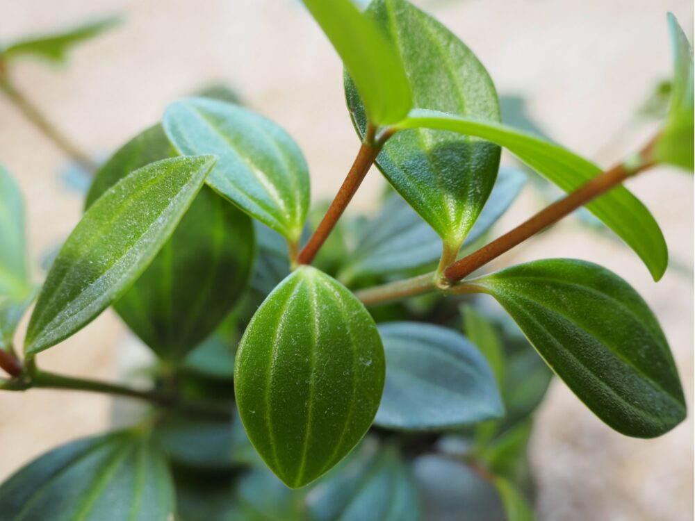 植物