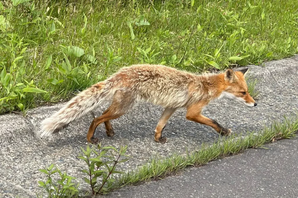 キタキツネ