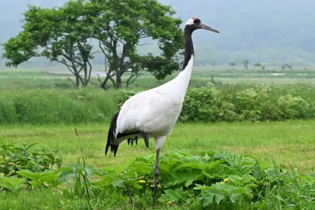 タンチョウ